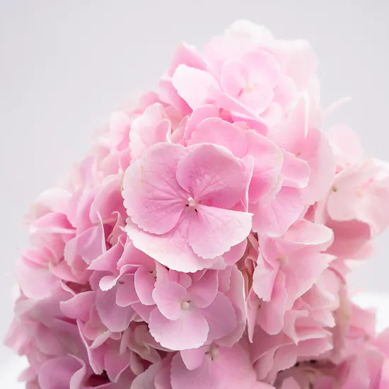 Enchanting Pink Beauty