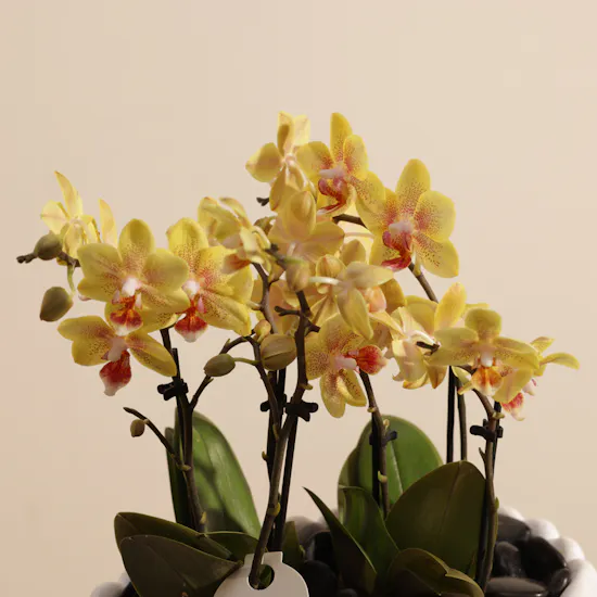 Double Yellow with Orange Dots Phalaenopsis Plants