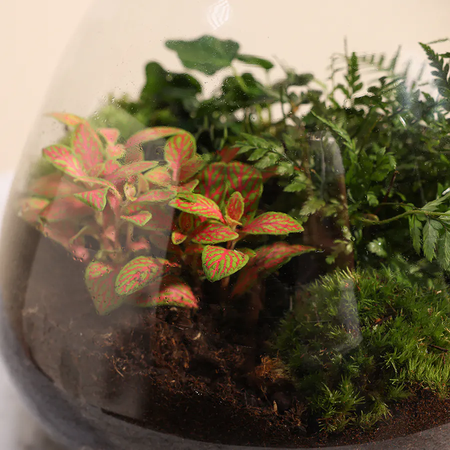 Terrarium with Mixed Indoor Plants  5