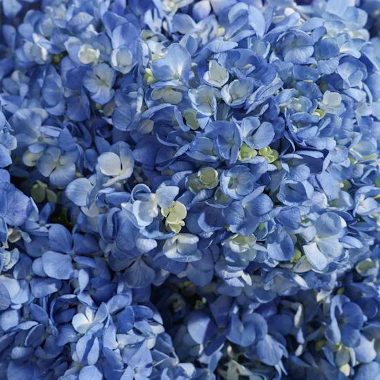A Sky Just for You Flower Bouquet