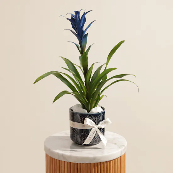 Father's Day Shinny Blue Guzmania Plant