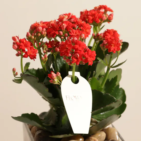 Small Red Kalanchoe Plant