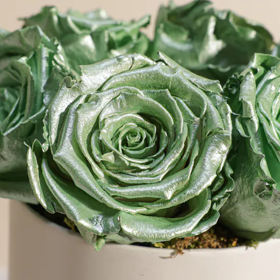 Preserved Green Roses Box