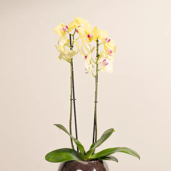 Yellow Orchid Plant Pot