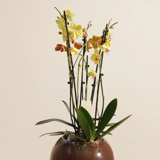 Stunning Yellow and Orange Orchid Plant
