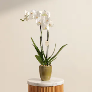 Summer Breeze White Tall Phalaenopsis Plant