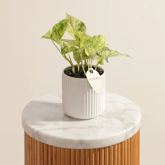Classy Epipremnum Marble Queen Plant