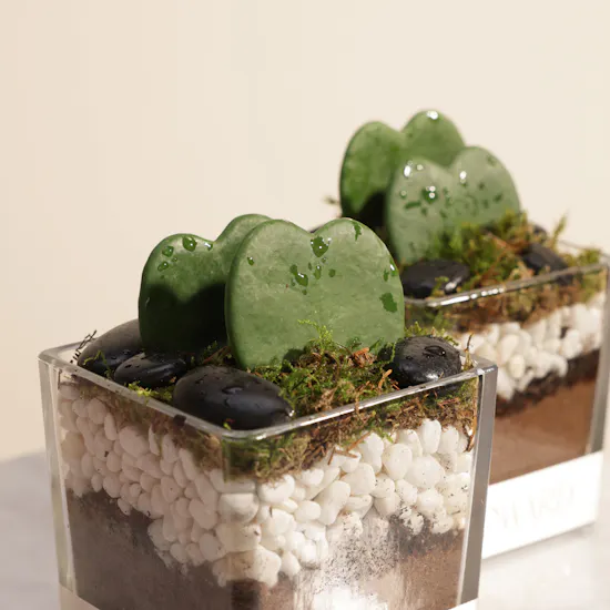 Charm Hoya Kerrii Heart Plants
