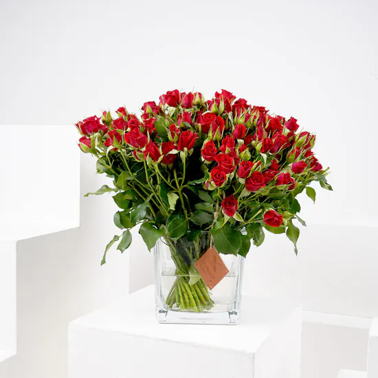 50 Baby Roses | Square Vase