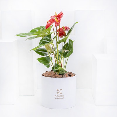 Red Anthurium Plant & White Box