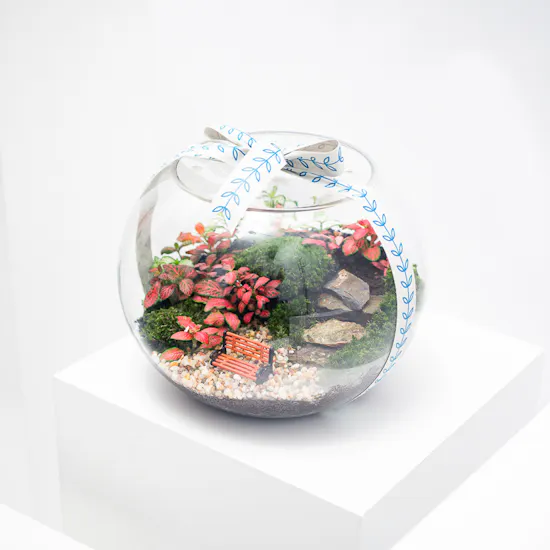 Enchanting Little Garden | Closed Terrarium