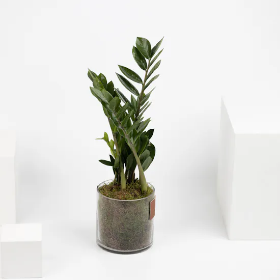 Zamioculcas Zamiifolia Plant
