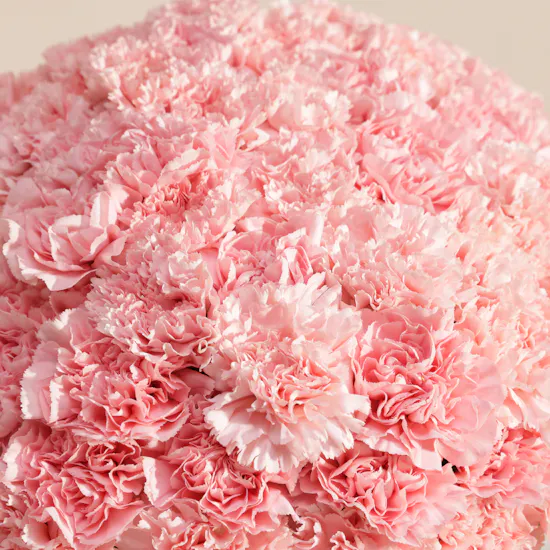 Serene Pink Carnation Box | 75 Flowers