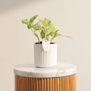 Classy Epipremnum Marble Queen Plant