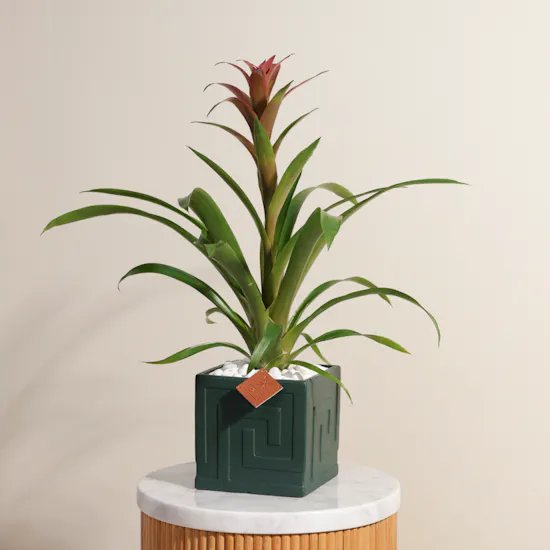 Pink Guzmania | Ceramic Pot