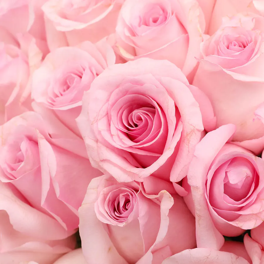 100 Pink Roses | Glass Vase 3