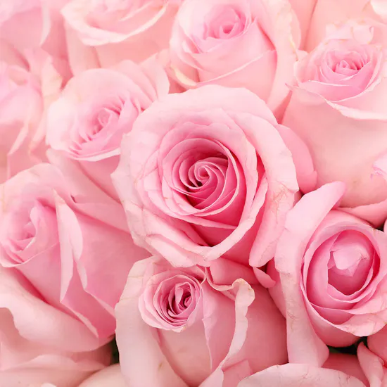 100 Pink Roses | Glass Vase