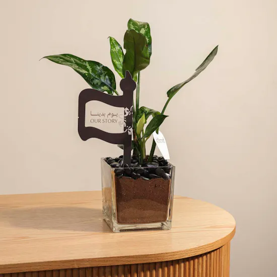 Founding Day Aglaonema Maria Plant Pot