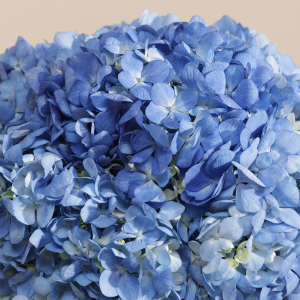 Graceful Blue Hydrangea Box | 6 Flowers