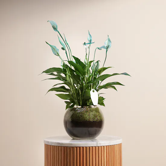 Peace Lilies Aqua Vase