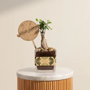 Stunning Japanese Ficus Ginseng Earth Day Plant