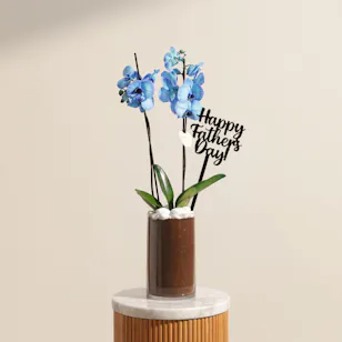 Father's Day Gentle Blue Orchid Plant 