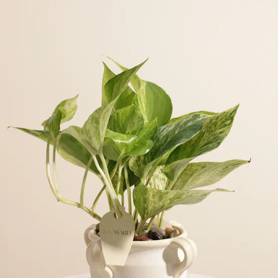 Blooming Epipremnum Marble Plant