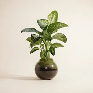  Dieffenbachia Seguine Plant