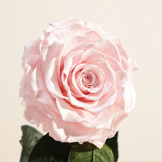 Preserved Pink Rose Aurora