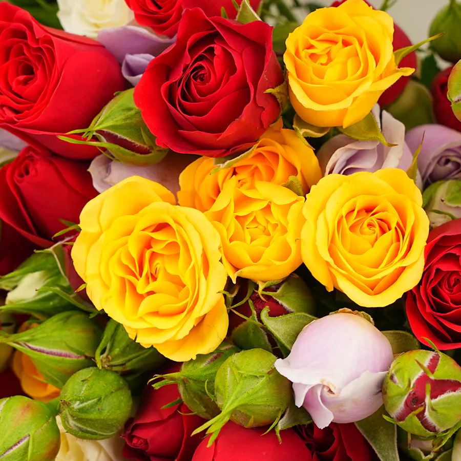 Nava Jewelry Gift & Elegant Baby Roses 3
