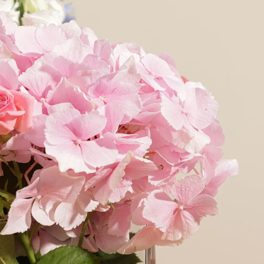 L'Occitane Herbae Iris Pallida Collection | Delicate Flowers  2