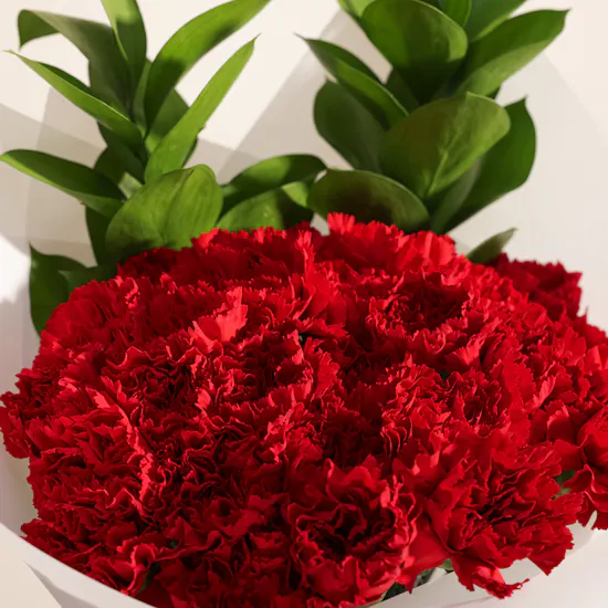 Love Carnations Bouquet | 25 Flowers