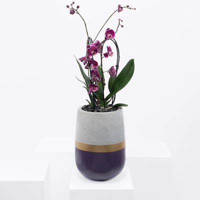 Angelic Purple Orchid