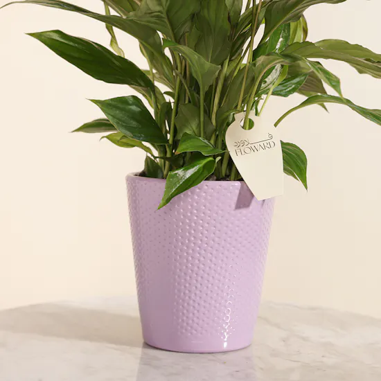 Spathiphyllum Make-Upz Purple