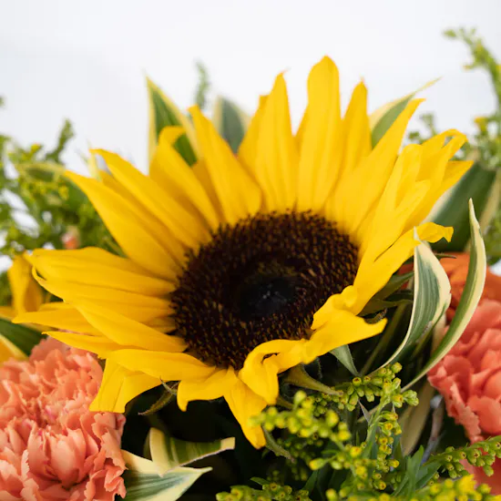 Sun Flower Rose