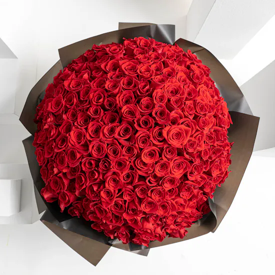 Showstopper | 250 Rose