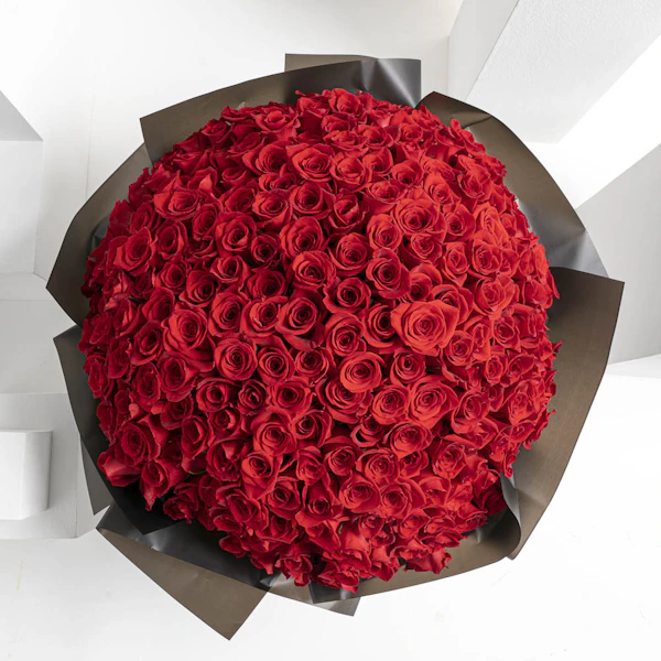 Showstopper | 250 Rose