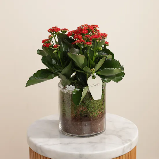Distinctive Red Kalanchoe Plant