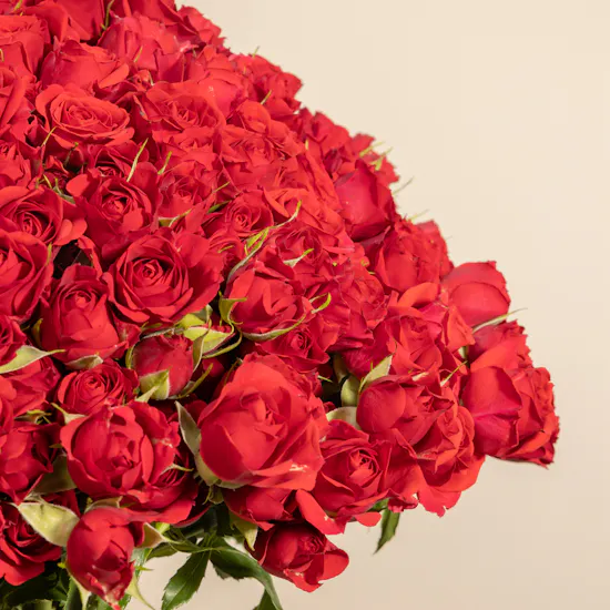 100 Red Baby Roses Vase