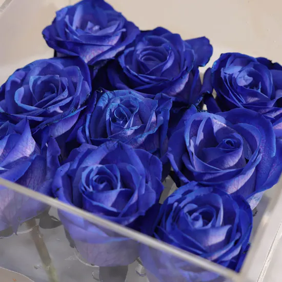 Charming Blue Roses Box