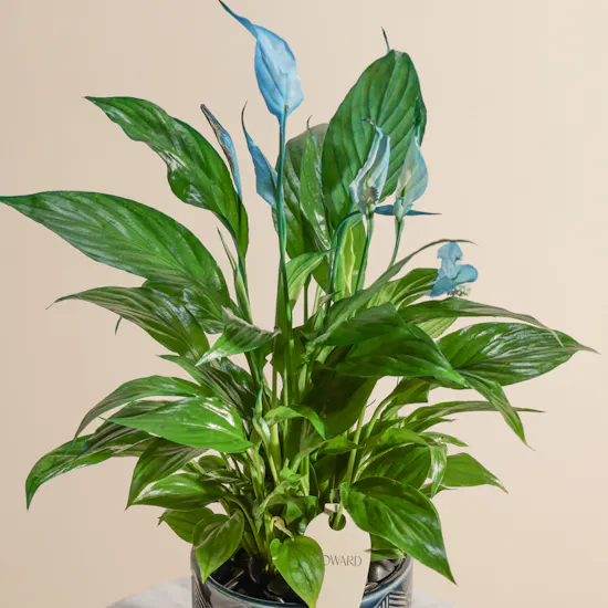 Serene Blue Spathiphyllum Plant