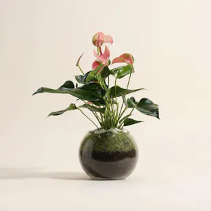 Anthurium Joli | Vase Anthurium Joli | Vase