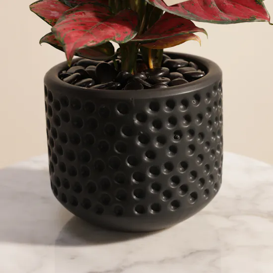 Aglaonema Red Joy Plant