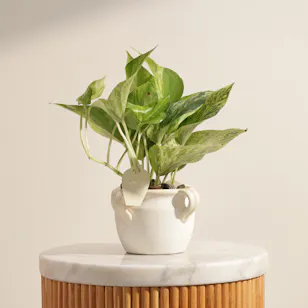 Blooming Epipremnum Marble Plant Blooming Epipremnum Marble Plant