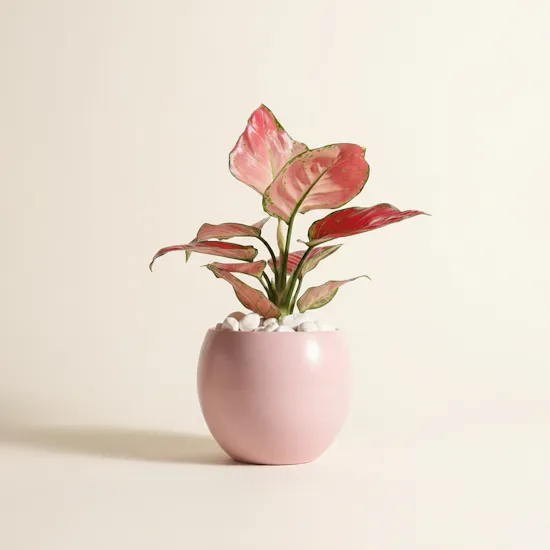 Elegant Red Aglaonema Plant