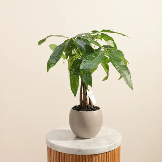 Elegant Pachira Plant