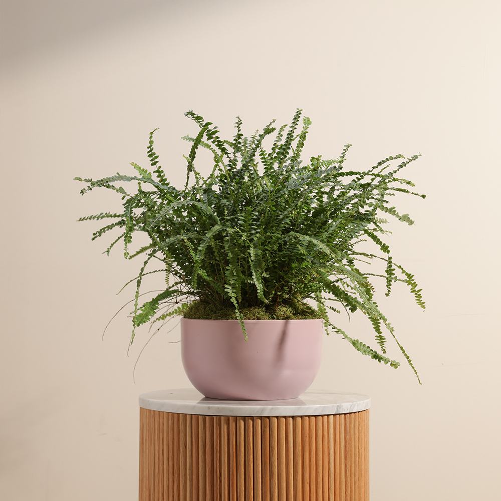  Harmony Greens | Pink Ceramic Pot