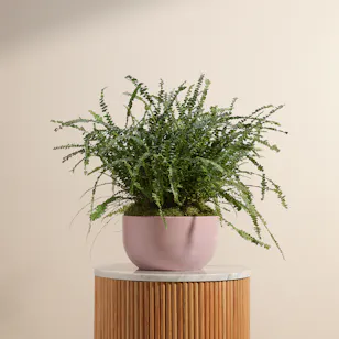 Harmony Greens | Pink Ceramic Pot Harmony Greens | Pink Ceramic Pot
