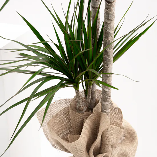 Large Dracaena Massangeana Plant | Wrapped Pot