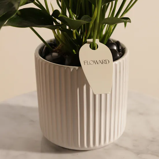 Elegant White Anthurium Plant